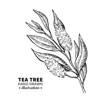 Tea tree vector drawing. Isolated vintage illustration of medical plant leave Stock Illustration