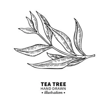 Tea tree vector drawing. Isolated vintage illustration of medical plant leave Stock Illustration