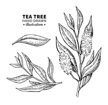 Tea tree vector drawing. Isolated vintage illustration of medical plant leave Stock Illustration