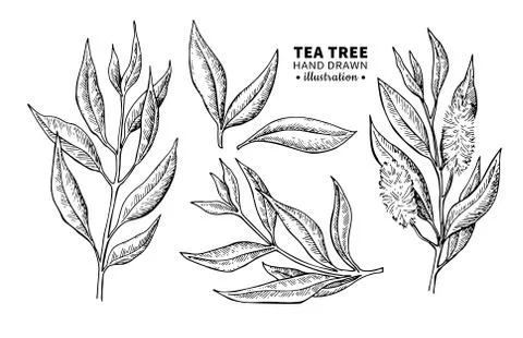 Tea tree vector drawing. Isolated vintage illustration of medical plant leave Stock Illustration