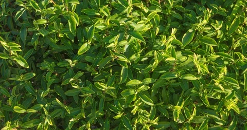 Tea trees close-up in sunny weather Видео 89423205