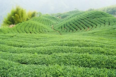 Tea trees on hill 스톡 사진