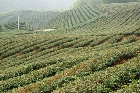 Tea trees on hill Фото