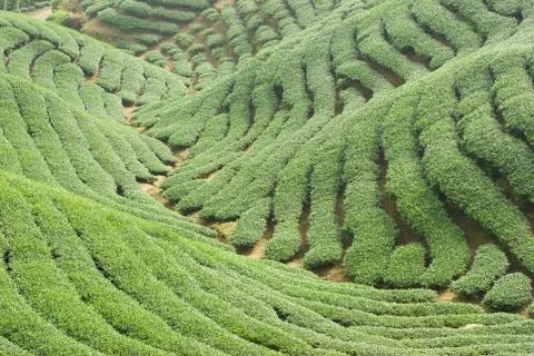 Tea trees on hill Stock Photos