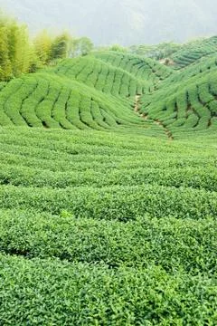Tea trees on hill Stock Photos