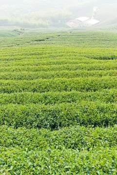 Tea trees on hill Stockfoto's