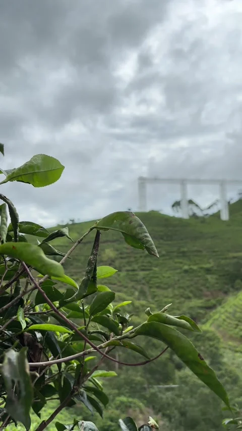 Tea trees on a tea plantation Stock Footage 327216107