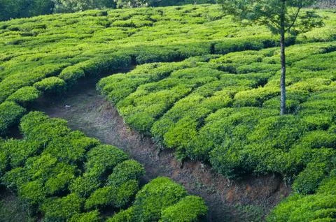Tea Trench Stock Photos