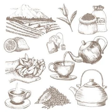 Tea vector drink herbal beverage with dry leaves in tea-cup on teatime 스톡 일러스트