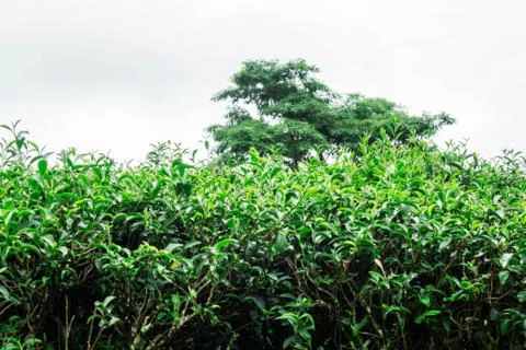 Tea with white background. Stock Photos