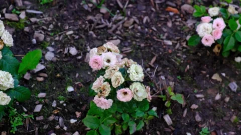 Tea white rose Stock Footage 142074647