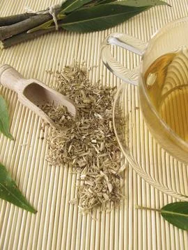 Tea with willow bark Stock Photos