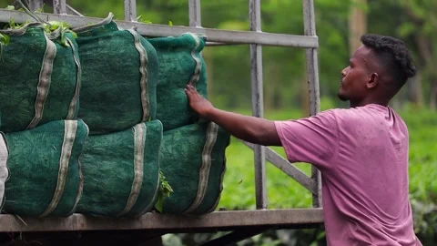 Tea Worker Arranging Harvested Tea Leaves on a Truck Stock Footage 341674612