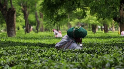 Tea Worker Carrying Fresh Tea Leaves in a Plantation Video stock 341678076