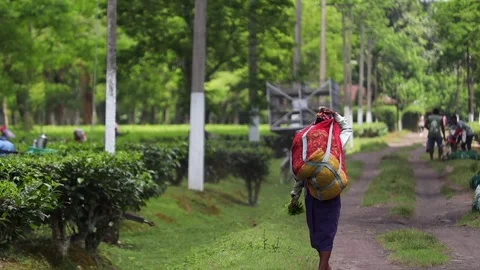 Tea Worker Carrying Harvest Bag Through a Tea Plantation Video stock 341678081