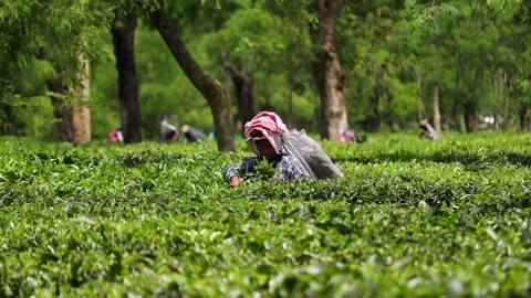 Tea Worker Harvesting Leaves in a Lush Tea Plantation Video stock 341676818