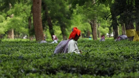 Tea Worker Harvesting Leaves in a Lush Tea Plantation Video stock 341676947