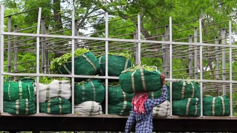 Tea Worker Loading Freshly Harvested Tea Leaves onto a Truck Stock Footage 341674826