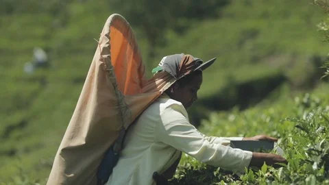 Tea worker picking leaves Vídeo Stock 109421644
