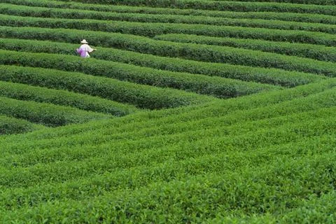 Tea Worker picking tea leaves in a tea plantation Stock Photos