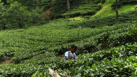 Tea worker tending tea bushes in a plantation Stock Footage 337927564