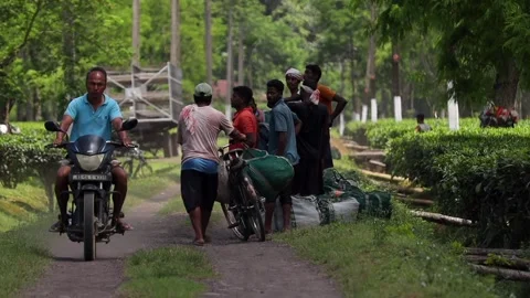 Tea Workers and Vehicles in a Tea Plantation Video stock 341676761