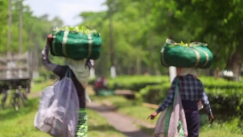 Tea Workers Carrying Freshly Harvested Tea Leaves Stock Footage 341676261