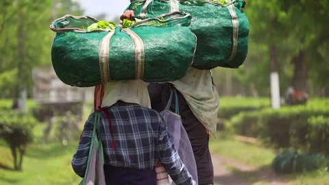 Tea Workers Carrying Freshly Harvested Tea Leaves Stock-Footage 341676368