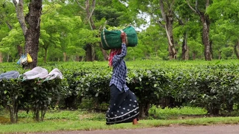 Tea Workers Carrying Harvested Tea Leaves in a Tea Garden Stock Footage 341674995