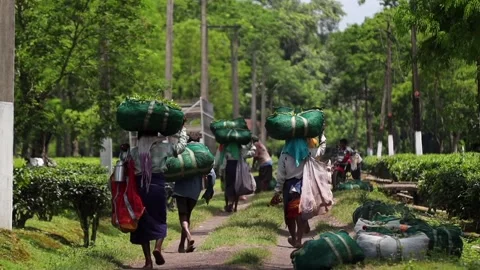 Tea Workers Carrying Harvested Tea Leaves Through Plantation Video stock 341676385
