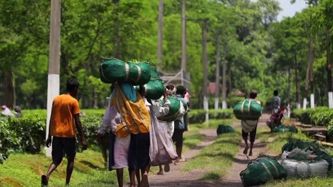 Tea Workers Carrying Harvested Tea Leaves Through Tea Plantation Stock Footage 341676451