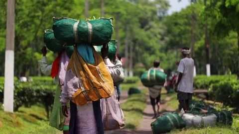 Tea Workers Carrying Harvested Tea Leaves Through Plantation Stock Footage 341676638