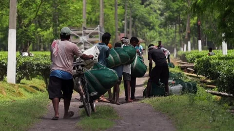 Tea Workers Carrying Harvested Tea Leaves Along a Plantation Road Video stock 341676773