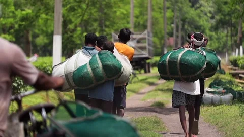 Tea Workers Carrying Harvested Tea Leaves Along a Plantation Road Stock Footage 341676799