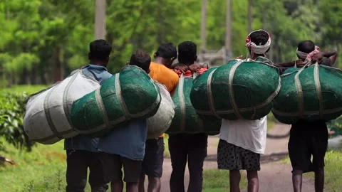 Tea Workers Carrying Harvested Tea Leaves from a Tea Plantation Stock Footage 341676800