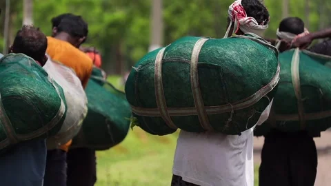 Tea Workers Carrying Harvested Tea Leaves from a Plantation Stock Footage 341676811