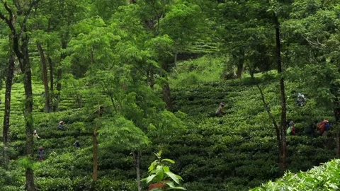 Tea workers harvesting fresh leaves in a lush plantation landscape 库存影片 337927861