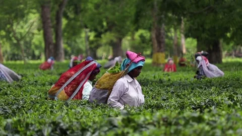 Tea Workers Harvesting Fresh Leaves in a Tea Plantation Video stock 341678077