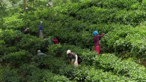 Tea workers harvesting fresh tea leaves across plantation rows Stock Footage 337927661