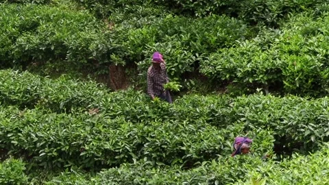 Tea workers harvesting fresh tea leaves in a plantation Vidéo 337927706