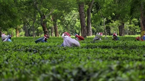 Tea Workers Harvesting Leaves in a Lush Tea Plantation Video stock 341676943