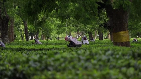 Tea Workers Harvesting Leaves in a Lush Tea Garden Stock Footage 341676952