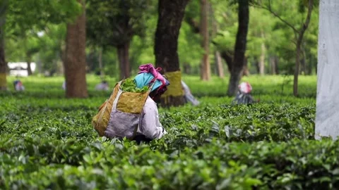 Tea Workers Harvesting Leaves in a Lush Tea Plantation Video stock 341678110