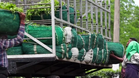 Tea Workers Loading Freshly Harvested Tea Leaves onto a Truck Video stock 341674760