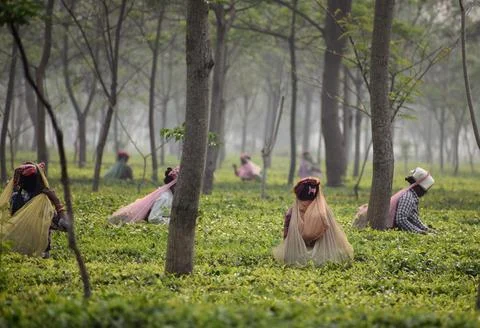 Tea Workers Stock Photos