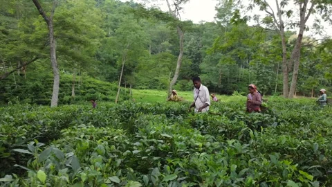 Tea Workers Plucking Tea Leaves Dimapur Nagaland 2019 Stock Footage 346755174