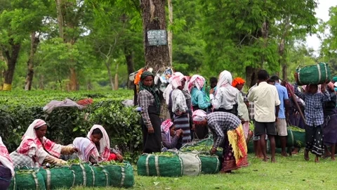 Tea Workers Sorting Freshly Harvested Tea Leaves Video stock 341674996