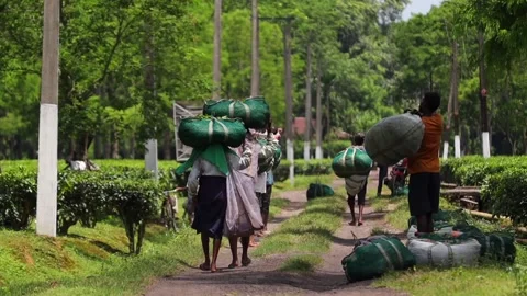 Tea Workers Transporting Harvested Tea Leaves in Tea Plantation Video stock 341676396