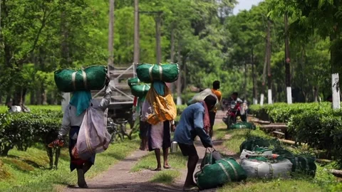 Tea Workers Transporting Harvested Tea Leaves in Plantation Stock Footage 341676400