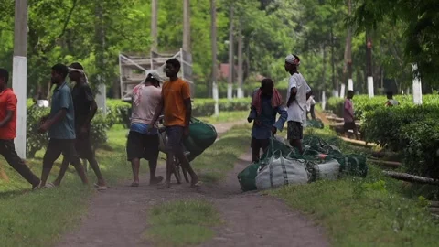 Tea Workers Transporting Harvested Tea Leaves in a Tea Plantation Video stock 341676653